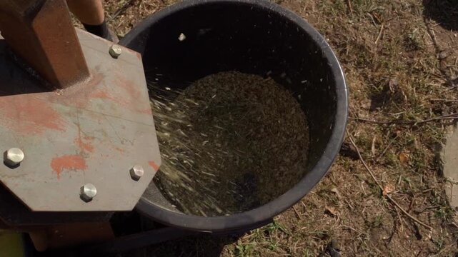 Shredded branches from wood chipper flying into bucket top view. Processing branches into mulch