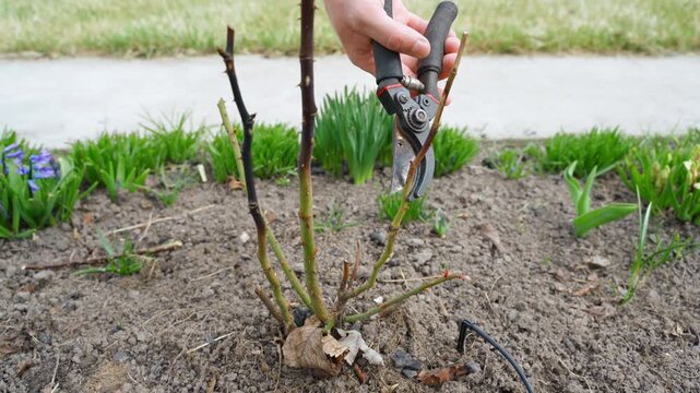 Process of pruning roses on flower bed after winter