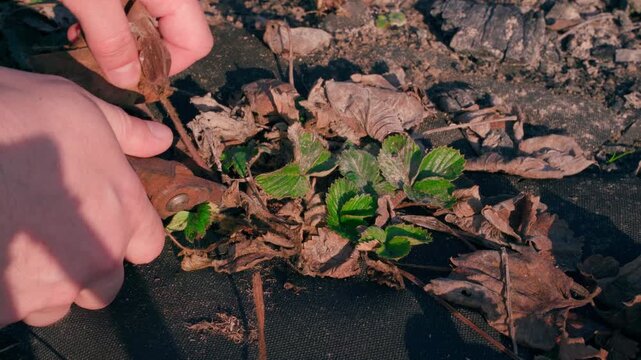Gardener cleaning strawberry bushes from dry dead leaves after winter. Spring vegetable garden care