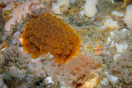 Wellington nudibranch Doris wellingtonensis on temperate reef in New Zealand