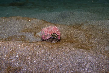 Fototapeten Küste New Zealand hermit crab (Pagurus novizealandiae) in shell on sandy seabed  © Camilla