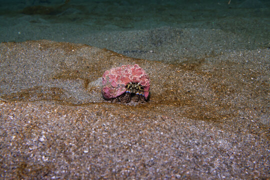 New Zealand hermit crab (Pagurus novizealandiae) in shell on sandy seabed