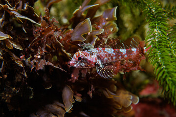 Scaly-headed triplefin (Karalepis stewarti) perched among brown algae and kelp fronds on a temperate rocky reef in New Zealand, displaying cryptic coloration and fine fin detail. © Camilla