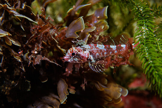 Scaly-headed triplefin (Karalepis stewarti) perched among brown algae and kelp fronds on a temperate rocky reef in New Zealand, displaying cryptic coloration and fine fin detail.