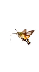 Fototapeta premium Hummingbird Hawk-Moth in Flight - A Detailed Close-Up on White.