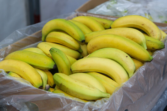 Fresh Yellow Bananas in Cardboard Box at Supermarket. Large pile of ripe yellow bananas,  displayed in open cardboard box on grocery store shelf. Healthy fruit and shopping concept.