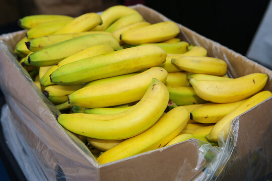 Fresh Yellow Bananas in Cardboard Box at Supermarket. Large pile of ripe yellow bananas,  displayed in open cardboard box on grocery store shelf. Healthy fruit and shopping concept.
