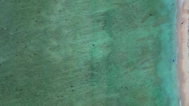 group sea turtles swimming together in clear shallow ocean water over a sandy seabed, representing marine life and conservation. Magic aerial view descending drone