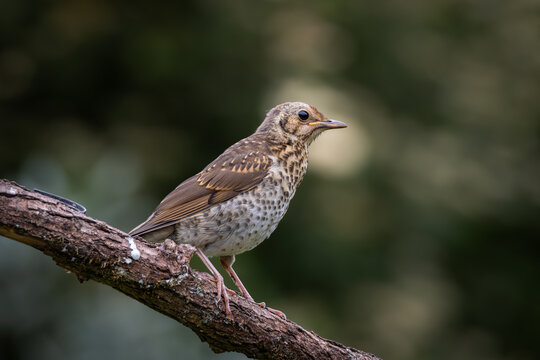 Close up wildlife portrait of a juvenile song thrush showing finely spotted breast, soft brown feathers and a slender beak with visible gape. The young European bird is captured in sharp detail