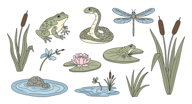 Collection of freshwater pond creatures and aquatic plants perfect for nature education materials and wildlife themes.