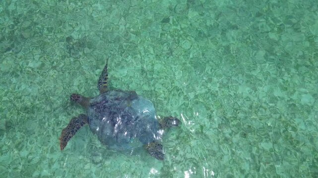Sea turtle swimming in clear, shallow ocean water polluted by scattered plastic waste, highlighting environmental crisis. Breathtaking aerial view tracking shot from above drone