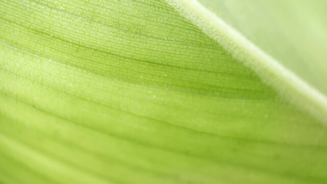 Macro green leaf with diagonal vein and motion blur, ideal for eco, corporate, and abstract backgrounds.