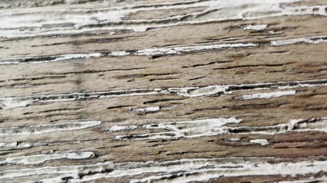 Macro red ant walking on wood, symbolizing journey and persistence with natural texture background.