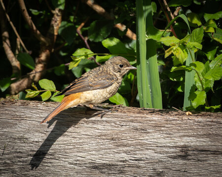 Detailed wildlife photograph of a song thrush standing on a moss and lichen covered tree branch surrounded by green foliage. The brown bird with a spotted chest is captured in natural light within a