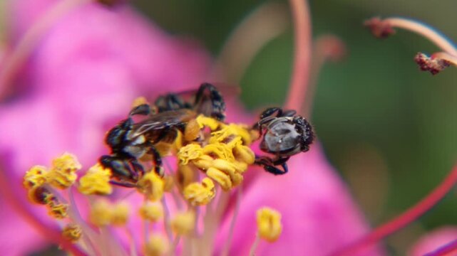 Trigona bee video looking for nectar on pink flowers macro texture background