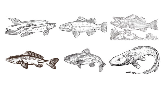 Snakehead murrel line art vector illustration detailed fish outline minimalist aquatic species drawing scientific style marine biology concept