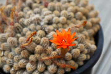 Fototapeta premium Colorful exotic botanical background featuring a blooming desert succulent