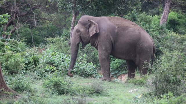 Wild elephant in its natural environment surrounded by green shrubbery.