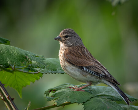 Young common linnet captured mid-landing with wings spread over lush green nettle leaves in soft summer sunlight. This finch species is known for its melodic song and is commonly found in open