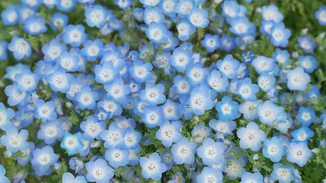 Beautiful Nemophila flowers sway in the wind on a fine spring day