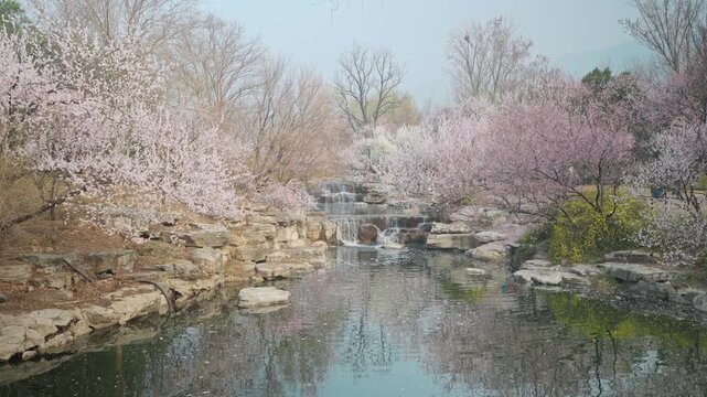 Serene Spring Landscape Featuring a Gentle Waterfall and Cherry Blossoms Reflecting on a Calm Pond Surface