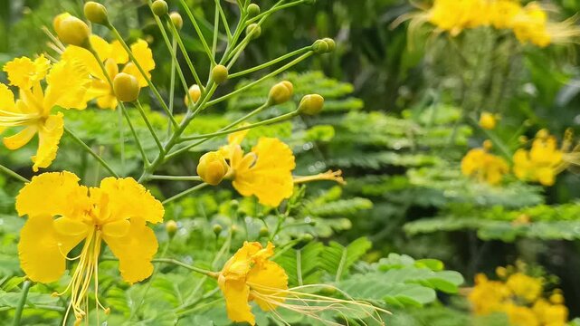 Golden Yellow Radhachura Flower Blooming on Tree in Tropical Garden