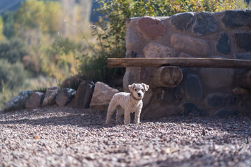 Obraz premium Small fluffy white dog standing on gravel near a stone wall and wooden bench