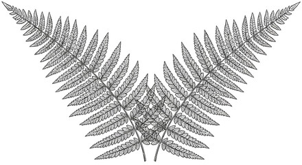 Detailed illustration of a fern leaf. © Aan