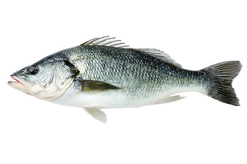 Fototapeta premium Asian seabass fish. Barramundi (Lates calcarifer) is species of catadromous fish in family. Realistic animal fish clipart template pattern. Isolated on cut out PNG or transparent background
