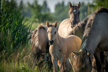 Young Konik foal standing closely between adult Konik horses in a natural grassy habitat. The foal shows the breeds characteristic dun coat and primitive features, including a sturdy build and short © Robert