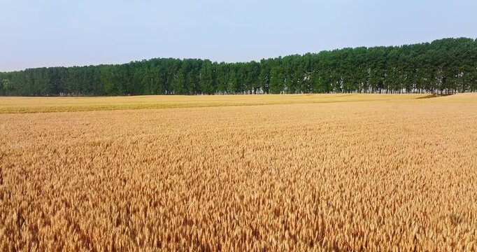 Panoramic view of ripe golden wheat field and dense green forest under clear blue sky