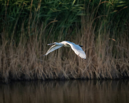 Group of Eurasian spoonbills (Platalea leucorodia) in flight above green marshland and shallow water at a coastal wetland. The large white wading birds are recognizable by their long necks, broad