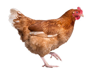 Brown farm hen with beautiful reddish-brown feathers, walking across the frame, isolated on a transparent background. © Ricky