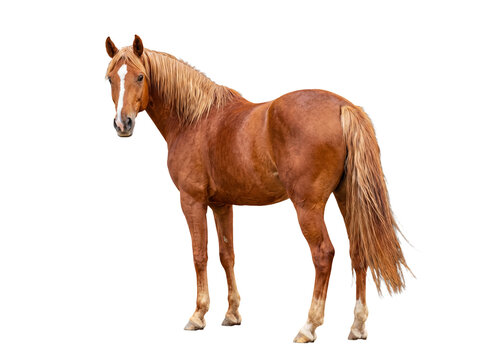 Stately brown horse looking over its shoulder with a curious gaze, majestic animal captured in a studio setting.