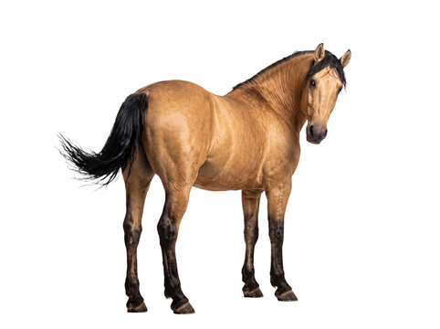 Beautiful buckskin horse standing calmly, turning to look back, showcasing its elegant form.