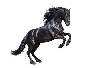 Dynamic black Friesian horse rearing up powerfully, showcasing its majestic mane and tail, isolated on transparent. © Ricky