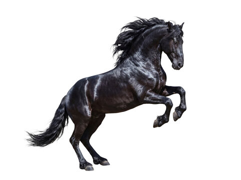 Dynamic black Friesian horse rearing up powerfully, showcasing its majestic mane and tail, isolated on transparent.