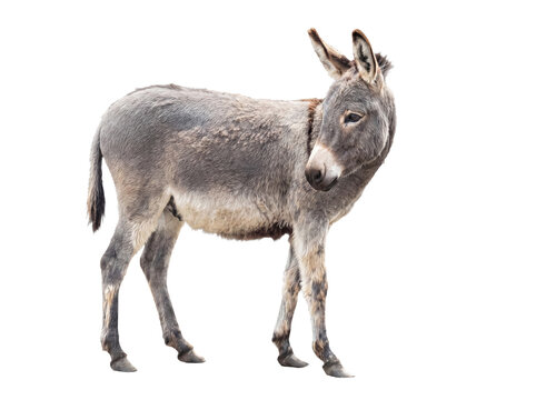 Alert grey donkey standing calmly and looking away, with its distinctive long ears.