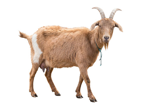 Robust brown and white male goat with impressive horns, standing confidently and looking directly forward.