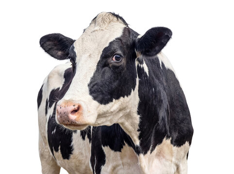 Detailed portrait of a Holstein Friesian cow with black and white markings, looking left, on a transparent background.