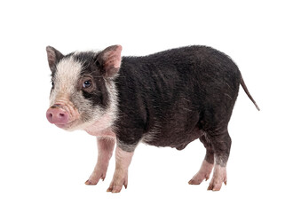 Cute black and white spotted pot-bellied piglet standing calmly, looking forward, isolated on a transparent background. © Ronald
