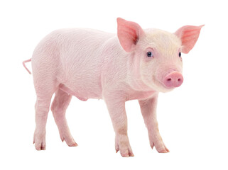 Adorable pink piglet standing with a curious expression, isolated on a transparent background for various design. © Chris