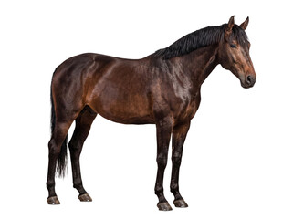 Naklejka premium Elegant bay horse with a sleek brown coat and powerful physique, standing gracefully.