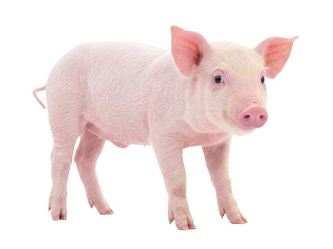 Adorable pink piglet standing with a curious expression, isolated on a transparent background for various design.