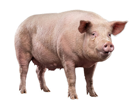 Adorable pink domestic pig standing isolated, a charming farm animal photograph with expressive face and transparent.