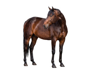 Naklejka premium Majestic bay horse with a glossy coat and strong build, looking back thoughtfully, isolated on a transparent background.