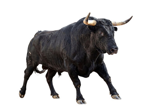 Charging black Spanish bull with curved horns in an aggressive pose, isolated on a transparent background.