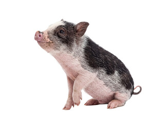 Adorable black and white spotted pot-bellied piglet sitting, looking up, isolated on a transparent background. © Chris