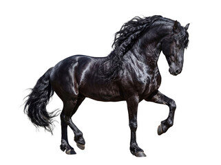 Fototapeta premium Elegant black Friesian horse walking gracefully, displaying its stunning long mane and tail, isolated on transparent.