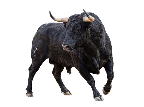 Dynamic black bull with prominent horns, captured in a powerful running or moving stance.